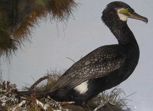 cormorant6.jpg