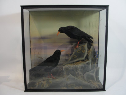 cornishchoughs.jpg