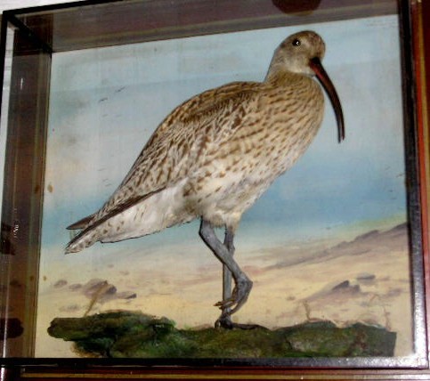 coxcurlew.JPG