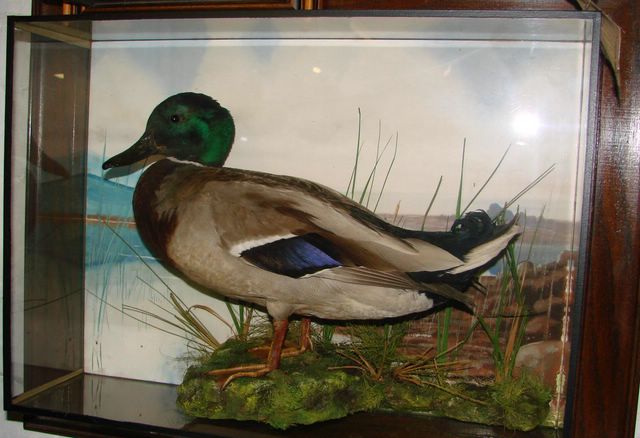 coxmallard.jpg