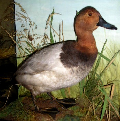 coxpochard5.JPG