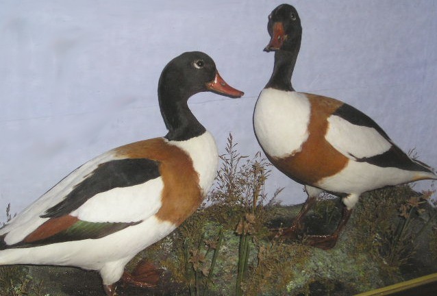 coxshelducks.JPG