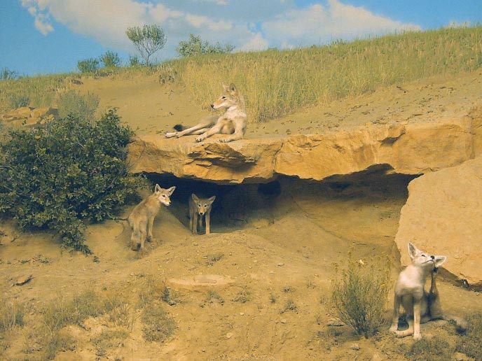 coyotesdesertscene.jpg