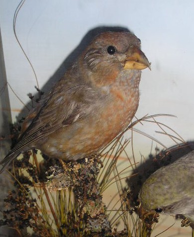 crossbill.JPG