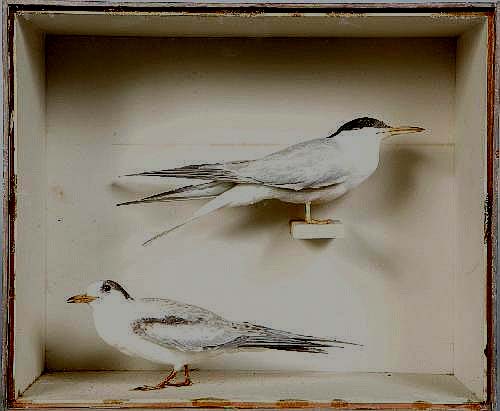 cull2terns.jpg