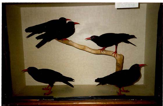 cullinchoughs.jpg