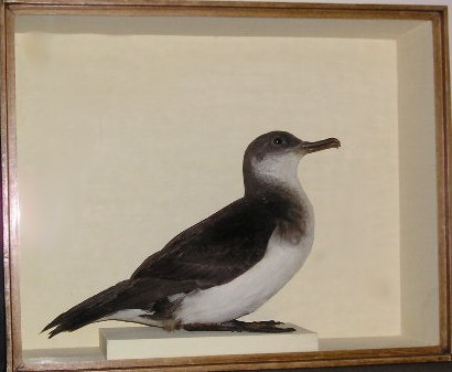 cullingfordshearwater.JPG