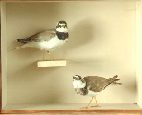 cullingofrdplovers.jpg