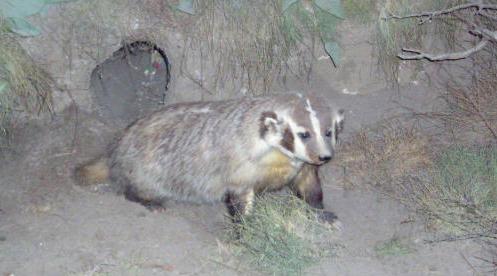dalbadger.jpg