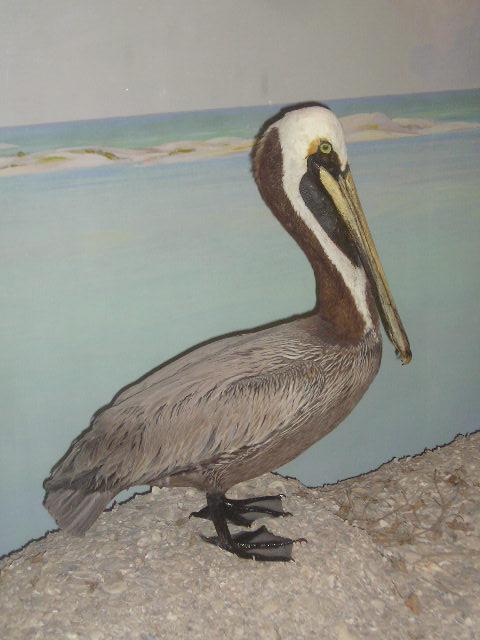 dalbrownpelican.jpg