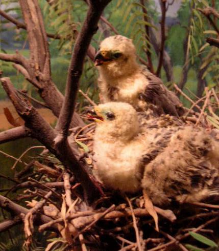 dalchickclose.jpg
