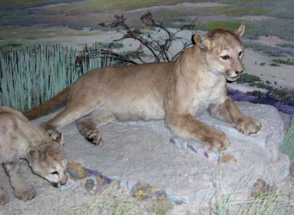 dalcougar.jpg