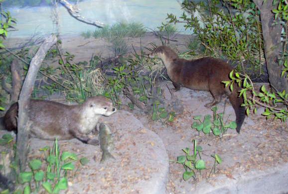 dalotter.jpg