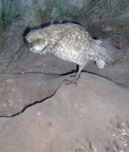 dalowl.jpg