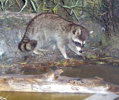 dalraccoon.jpg