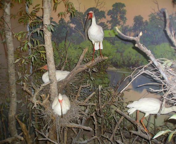 dalwhiteibis.jpg