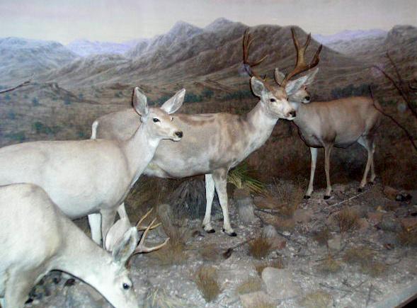 dalwhitetail.jpg