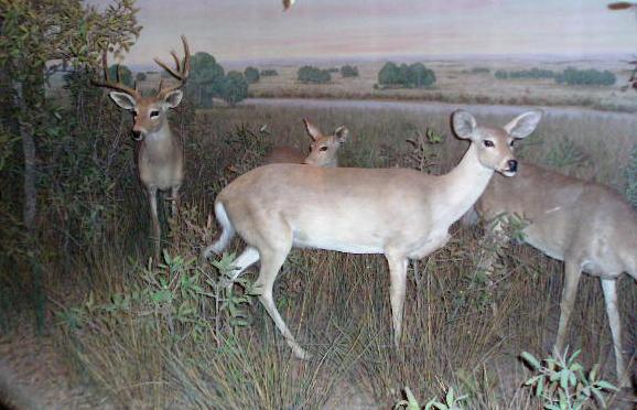 dalwhitetail1.jpg