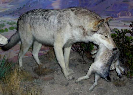 dalwolf.jpg