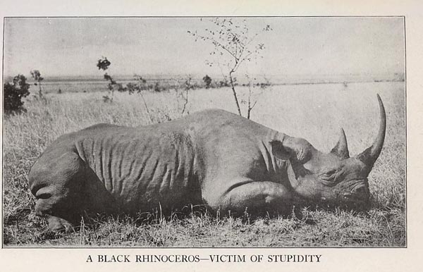 deadblackrhino.jpg