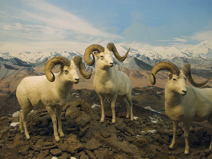 denverbighorn.jpg