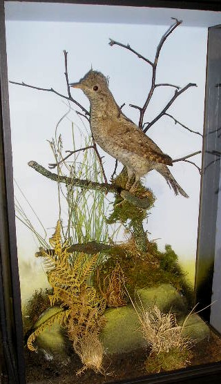 douglaswryneck.JPG