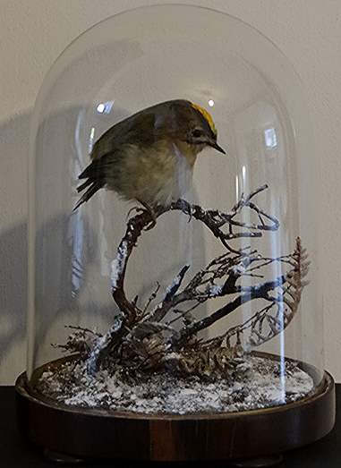 dsgoldcrest.JPG