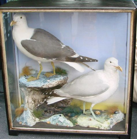 dsgulls1.jpg