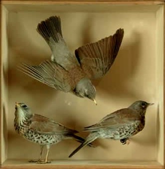 duncanfieldfares.jpg