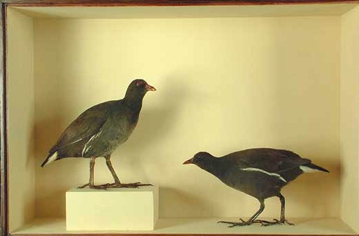 duncanmoorhens.jpg