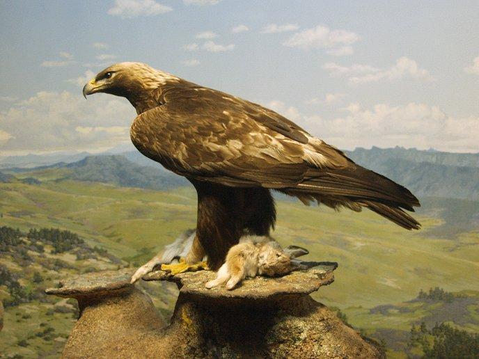 golden eagle hunting. Golden Eagle with Rabbit prey.