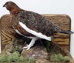 edsgrouse.JPG