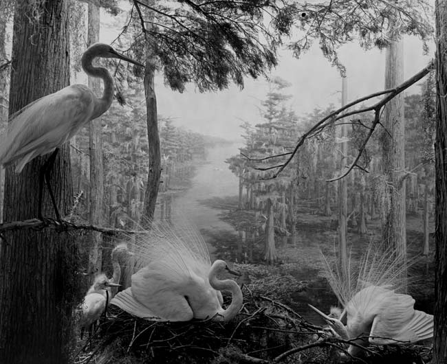 egretswamp1.jpg