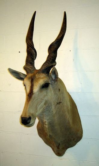 eland1head.jpg