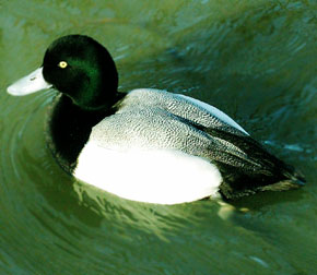 european-scaup.jpg