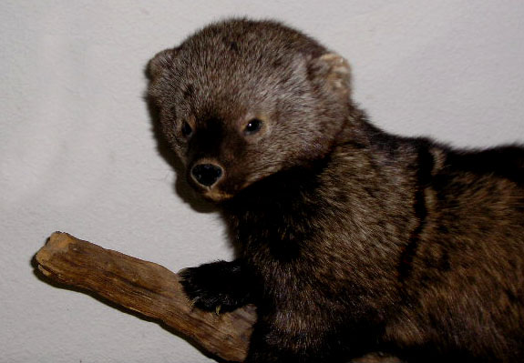 fishermarten.JPG