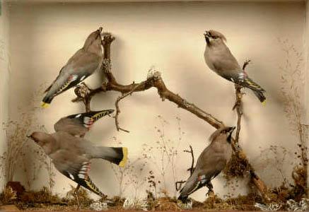 fourwaxwings.jpg