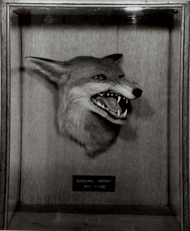 foxheadcase.jpg