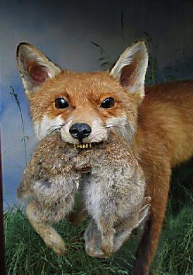 foxwithrabinmouth.jpg