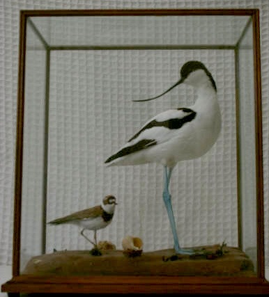 framptonavocet1.JPG