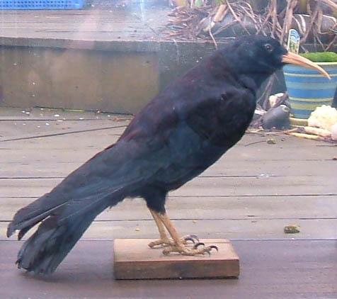 fredashtonchough.JPG