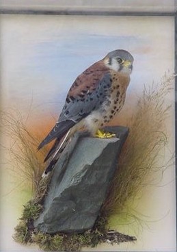 gaddkestrel.jpg