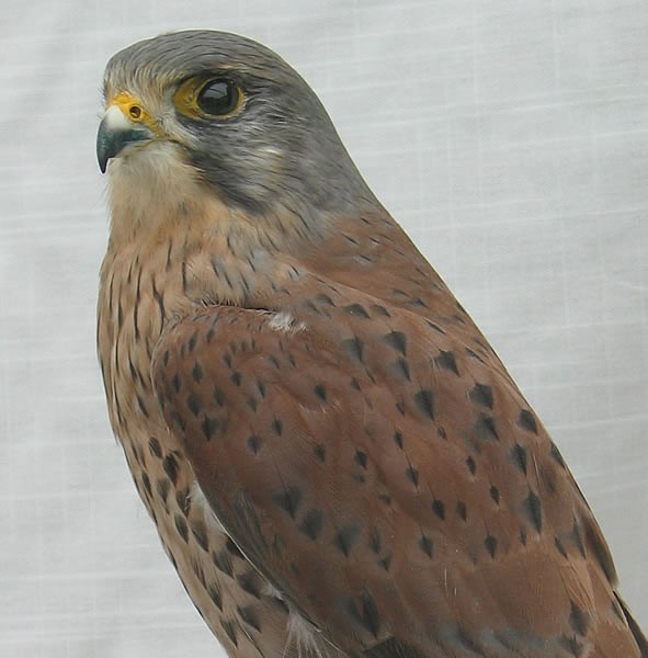 gaddkestrel1.jpg