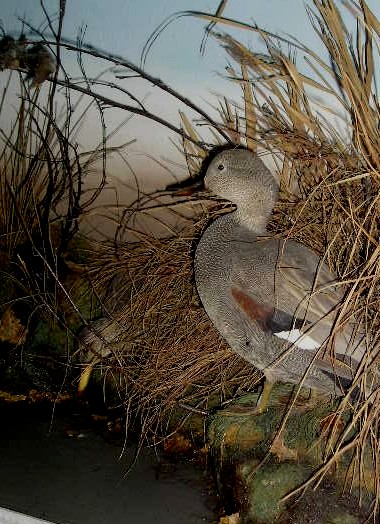 gadwall1.jpg