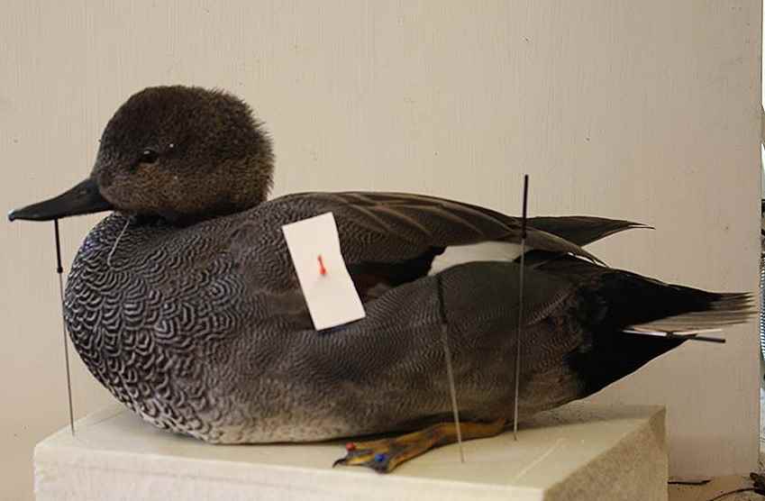 gadwall2.jpg