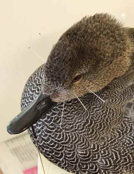 gadwall39.jpg