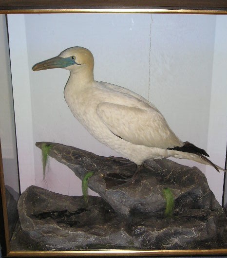 gannet.jpg