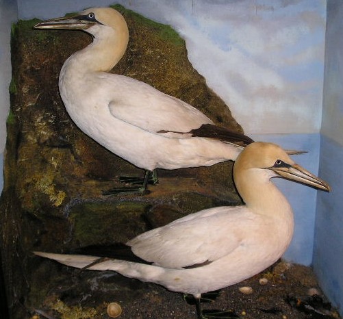 gannet3.jpg