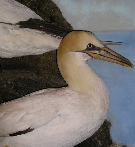 gannet5.jpg