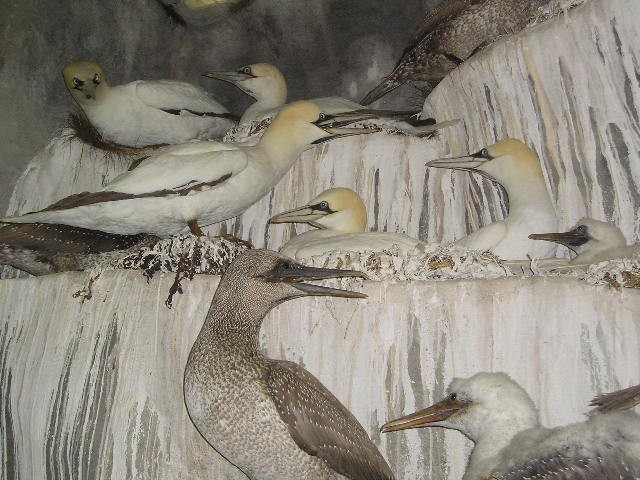 gannets.jpg